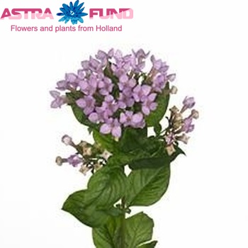 Bouvardia enkelbloemig 'Royal Naomi' φωτογραφία