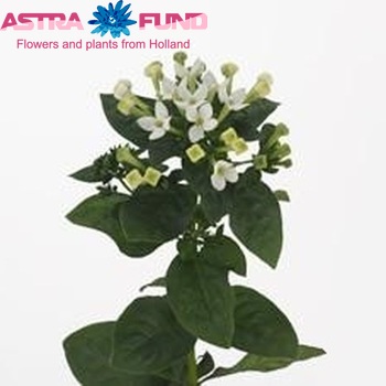Bouvardia 'Royal White Verde' foto