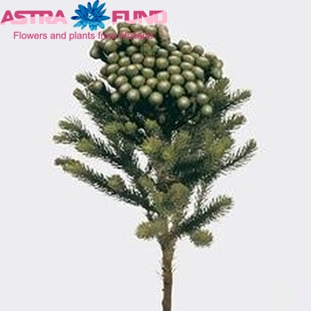 Brunia albiflora photo