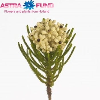 Brunia alopecuroides photo