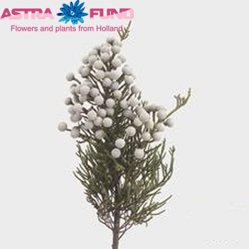 Brunia nodiflora photo