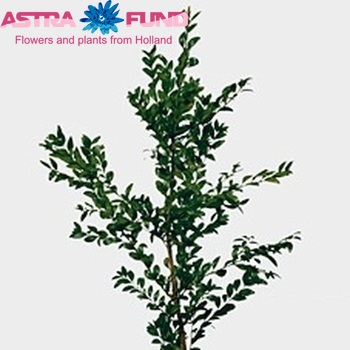 Buxus sempervirens photo