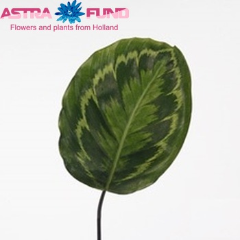 Calathea 'Medallion' (decor) photo