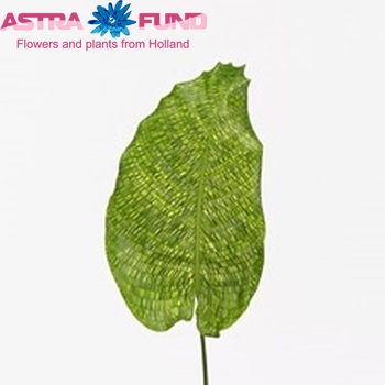 Calathea musaica Network photo