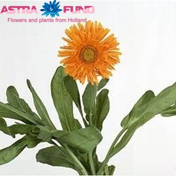 Calendula officinalis 'Green Spot Orange' photo