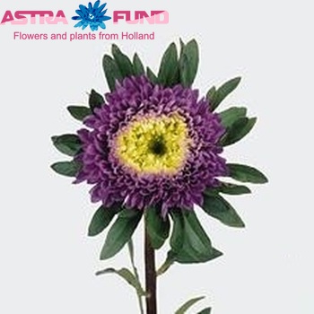 Callistephus chinensis 'Matador Deepblue' photo