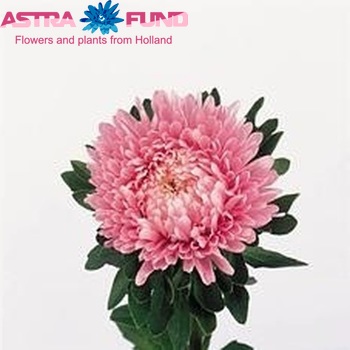 Callistephus chinensis 'Matador Salmon Pink' photo