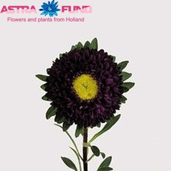 Callistephus chinensis 'Matsumoto Donkerblauw' photo