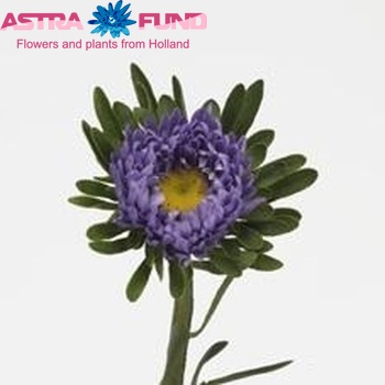 Callistephus chinensis 'Matsumoto Light Blue' photo