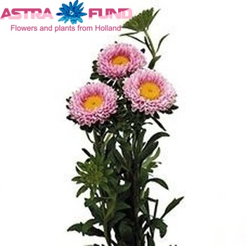 Callistephus chinensis 'Matsumoto Pink' photo