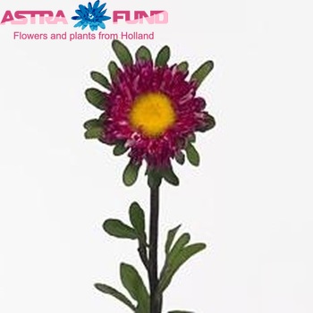 Callistephus chinensis 'Matsumoto Red Striped' photo