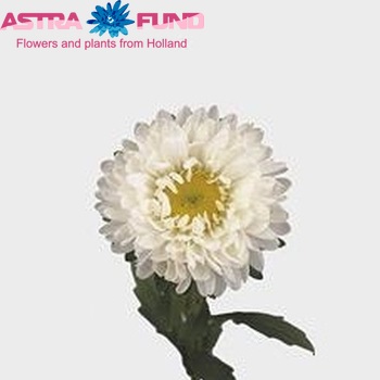 Callistephus chinensis 'Matsumoto Wit' foto
