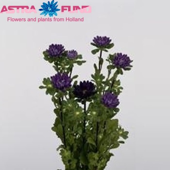 Callistephus chinensis 'Serenade Blue' photo