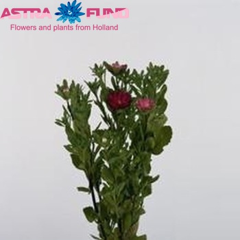 Callistephus chinensis 'Serenade Carmine' photo