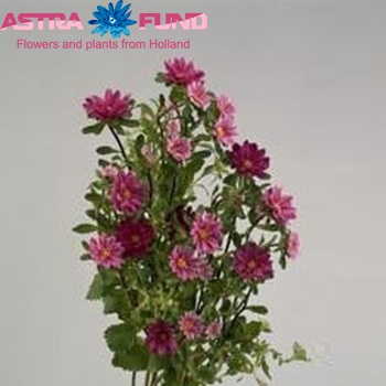Callistephus chinensis 'Serenade Rose' photo