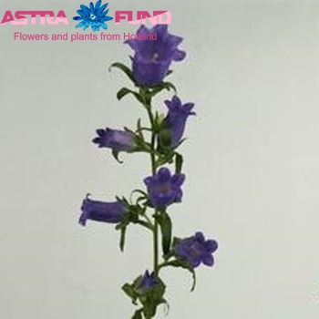 Campanula medium (blauw) fotografie