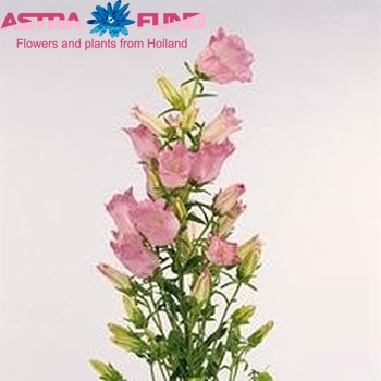 Campanula medium (roze) fotografie