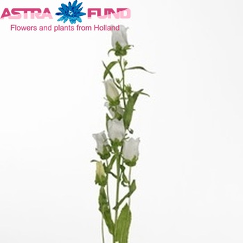 Campanula medium 'Alba' fotografie