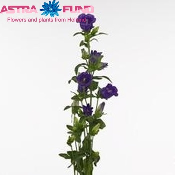 Campanula medium 'Campana Deep Blue' fotografie