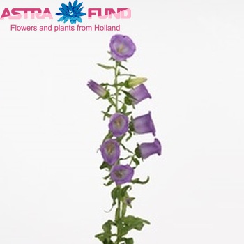 Campanula medium 'Campana Lilac' fotografie