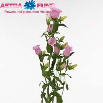 Campanula medium 'Campana Pink' fotografie