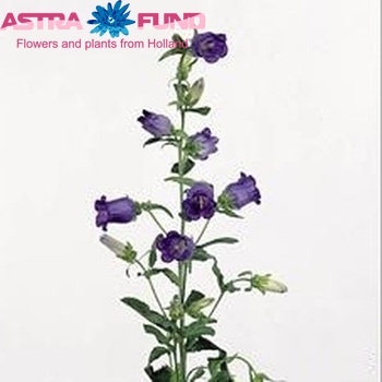 Campanula medium 'Champion Blue' fotografie