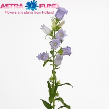 Campanula medium 'Champion Lavender' fotografie