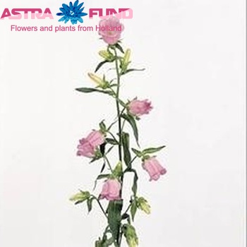 Campanula medium 'Champion Pink' fotografie