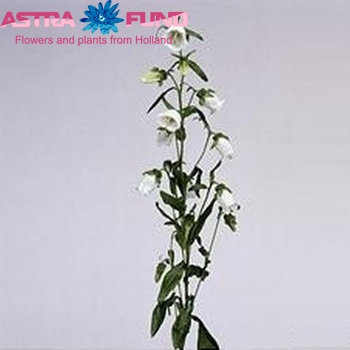 Campanula medium 'Champion White' fotografie