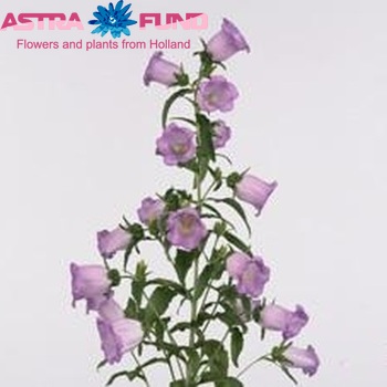 Campanula medium 'Kinky Dream Lilac' fotografie