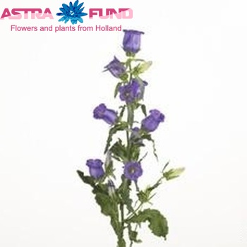 Campanula medium 'Muse Blue' fotografie
