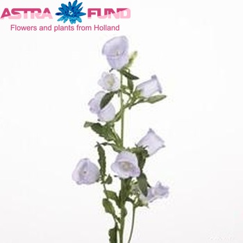 Campanula medium 'Muse Lavendel' fotografie