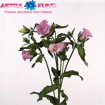 Campanula medium 'Muse Rose' fotografie