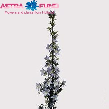Campanula pyramidalis (blauw) fotografie