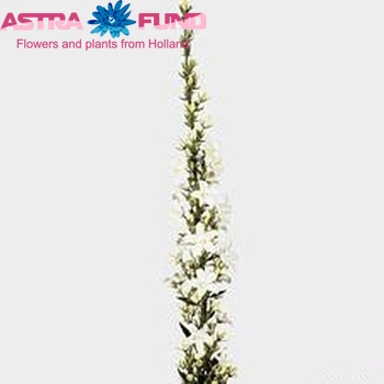 Campanula pyramidalis 'Alba' fotografie
