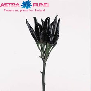Capsicum annuum per tak 'Black Fire' (peper) photo
