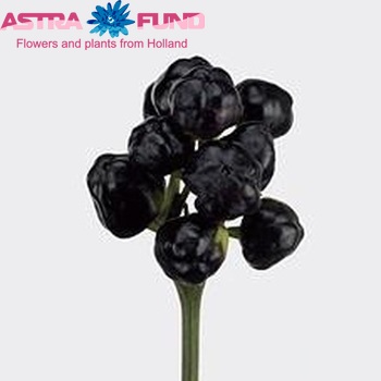 Capsicum annuum per tak 'Black Giant' (peper) photo