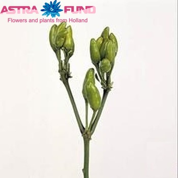 Capsicum annuum per tak 'Green Fire' (peper) photo