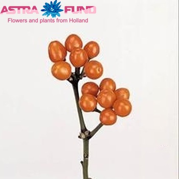 Capsicum annuum per tak 'Orange Candy' (peper) photo