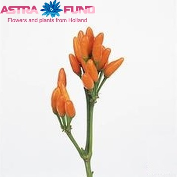 Capsicum annuum per tak 'Orange Fire' (peper) photo