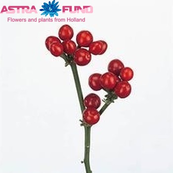 Capsicum annuum per tak 'Red Candy' (peper) photo