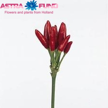 Capsicum annuum per tak 'Red Fire' (peper) fotografie