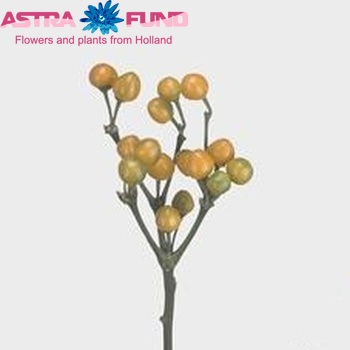 Capsicum annuum per tak 'Sollero Golden Planet' fotografie