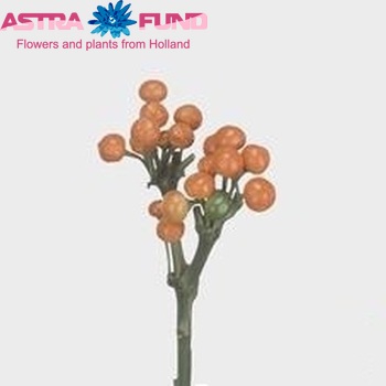 Capsicum annuum per tak 'Sollero Orange Planet' fotografie