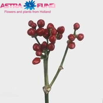 Capsicum annuum per tak 'Sollero Red Beauty' fotografie
