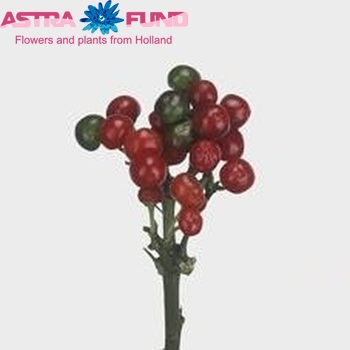 Capsicum annuum per tak 'Sollero Red Planet' fotografie
