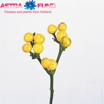 Capsicum annuum per tak 'Yellow Candy' (peper) fotografie
