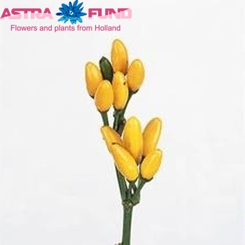 Capsicum annuum per tak 'Yellow Fire' (peper) fotografie