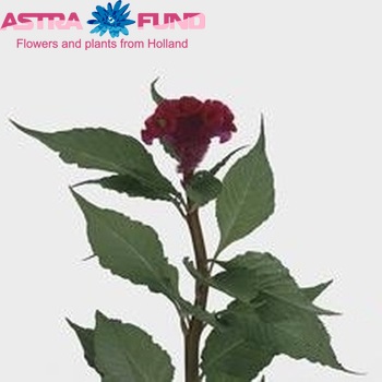 Celosia  'Act Dara' photo