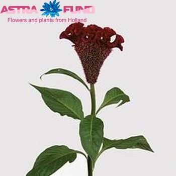 Celosia  'Bombay' zdjęcie